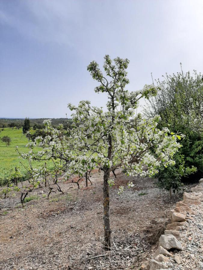 Villa Monte Da Casa Branca By Hi Alentejo São Bartolomeu da Serra Exterior foto